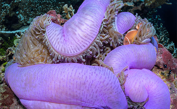 anemone coral