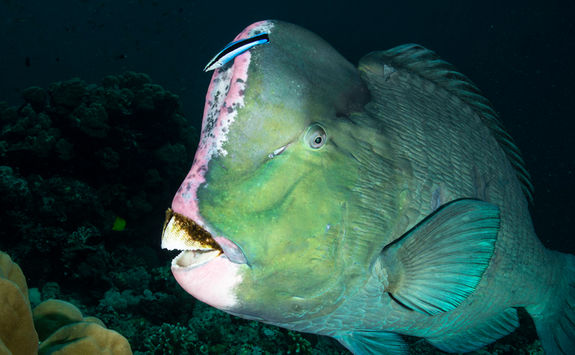 bumphead parrotfish