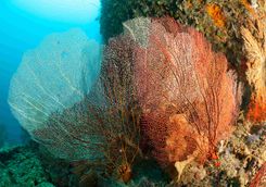 Gorgonion sea fan