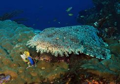 Diving wobbegong shark 