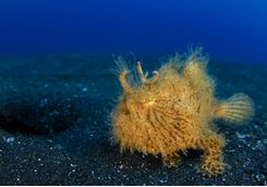 Hairy Frogfish Lembeh Strait