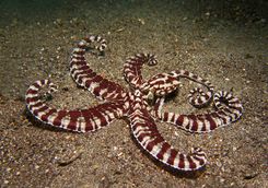 Mimic Octopus