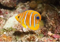 Angel fish Bunaken island