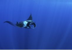 Manta ray in the Azores