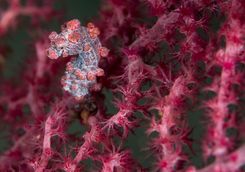 pygmy seahorse scuba diving