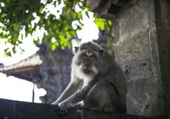 Bali wildlife