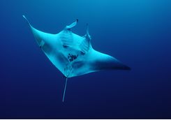 manta ray diving