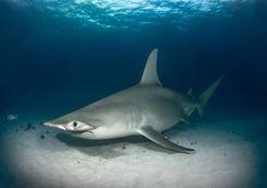 Hammerhead shark on the ocean floor