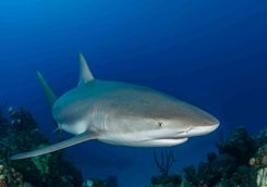 Grey Reef Shark in the Maldives