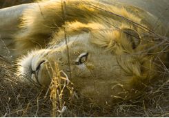 Lion safari South Africa