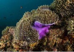 Benguerra reef diving