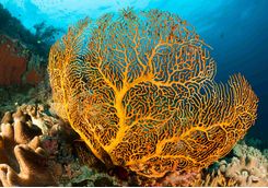 Gorgonion sea fan 