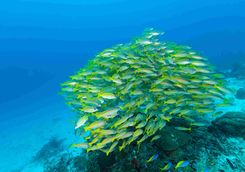 school of snappers scuba diving raja ampat