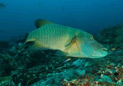 napoleon wrasse