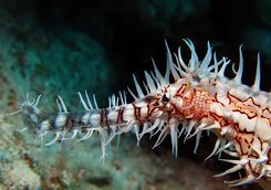 ghost pipefish