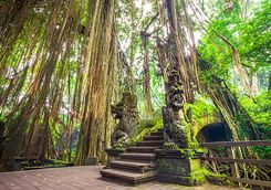 Monkey sanctuary Ubud