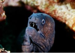 Moray eel diving