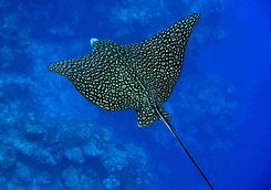 spotted eagle ray