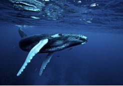 Humpback Whale, Mozambique