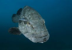 grouper fish diving