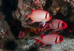 fish reef snorkelling mozambique