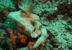 nudibranch diving