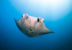 manta ray 