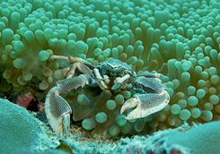 anemone crab