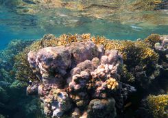 coral clear water