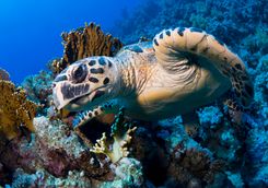 turtle red sea