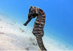 black seahorse