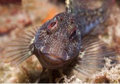 blenny fish in malta