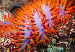 crown of thorns starfish 