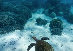turtle tanzania