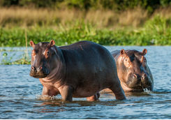 hippos