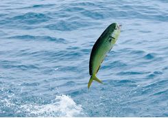 mahi mahi
