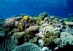 coral garden
