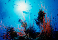 pmg deep sea diving