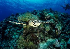 hawksbill turtle kimbe bay