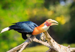 papuan hornbill 