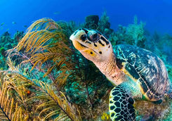 sea turtle coral reef