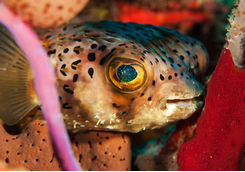 balloon fish