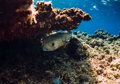 box fish