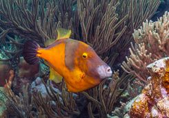filefish