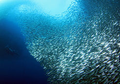 moalboal diving