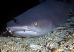 sharks close up 