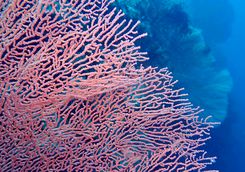 coral diving
