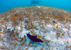 sea slug movong