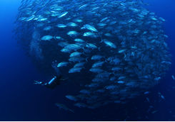 school jack fish