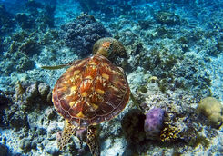 turtle bohol